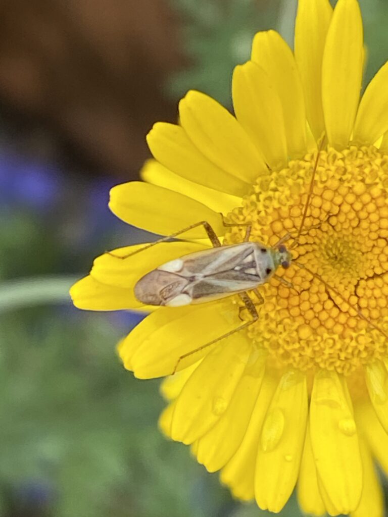 Blumenwanze