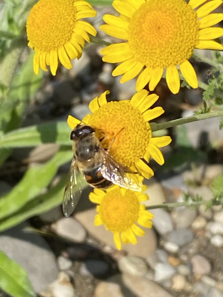 Schwebfliege