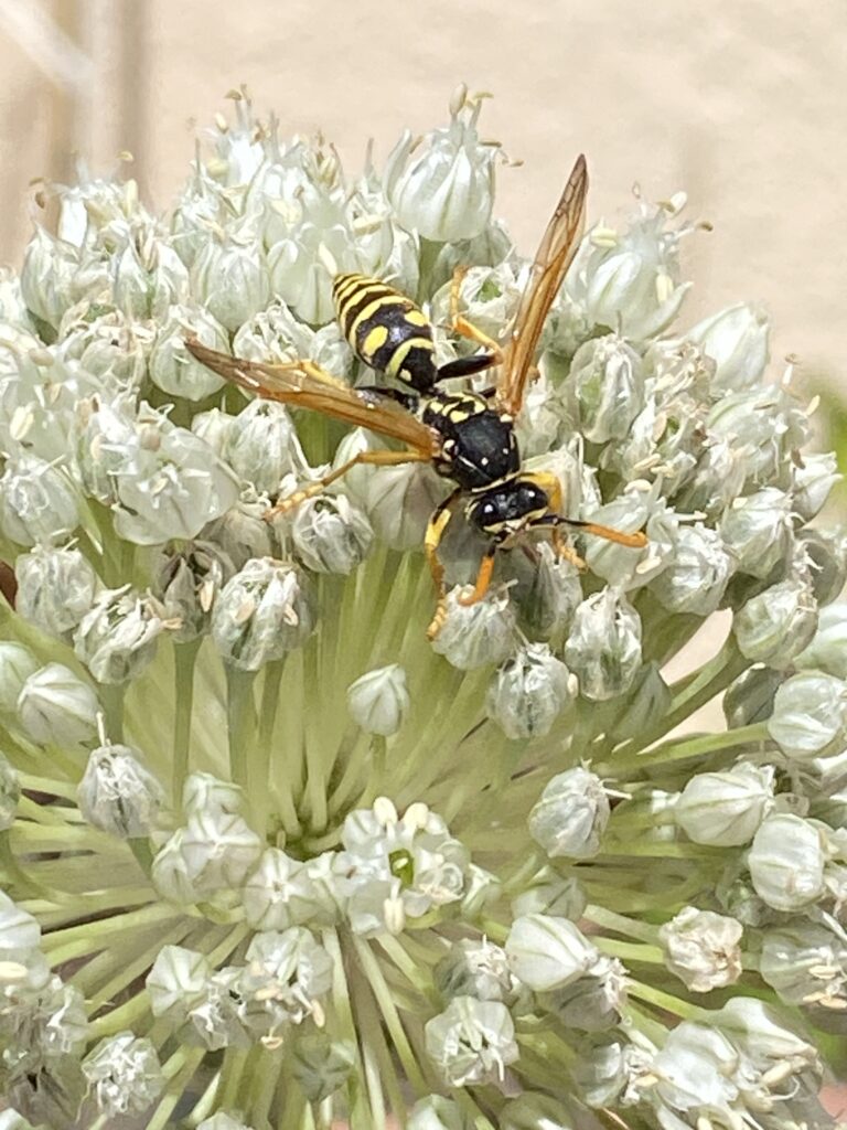 Feldwespe