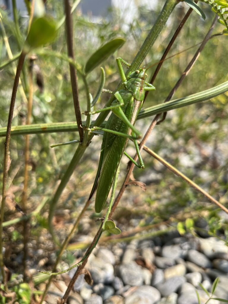 Heupferd