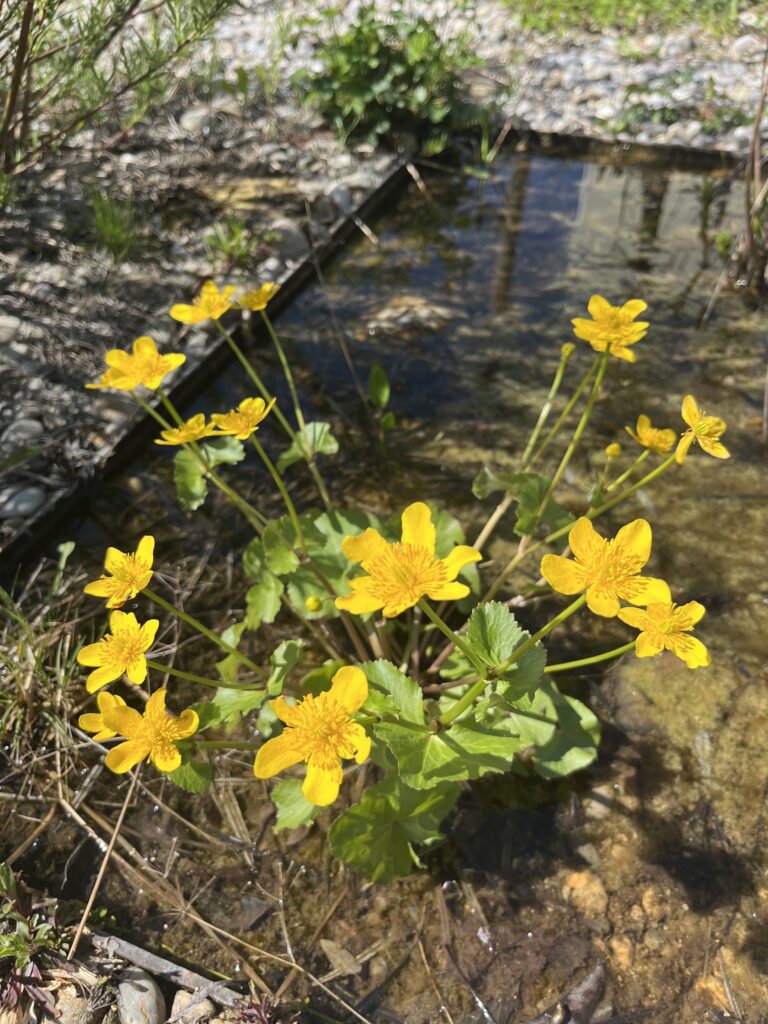 Sumpfdotterblume