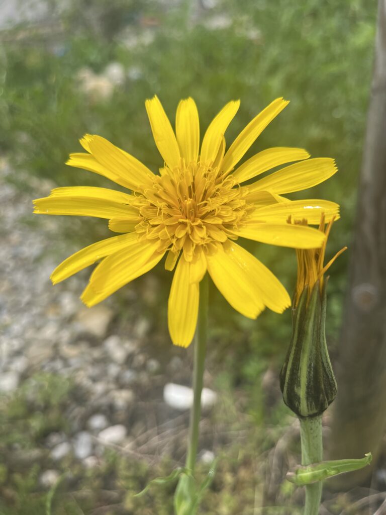 Wiesenbocksbart
