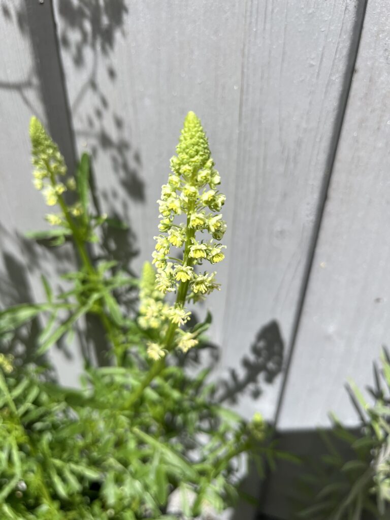 Reseda