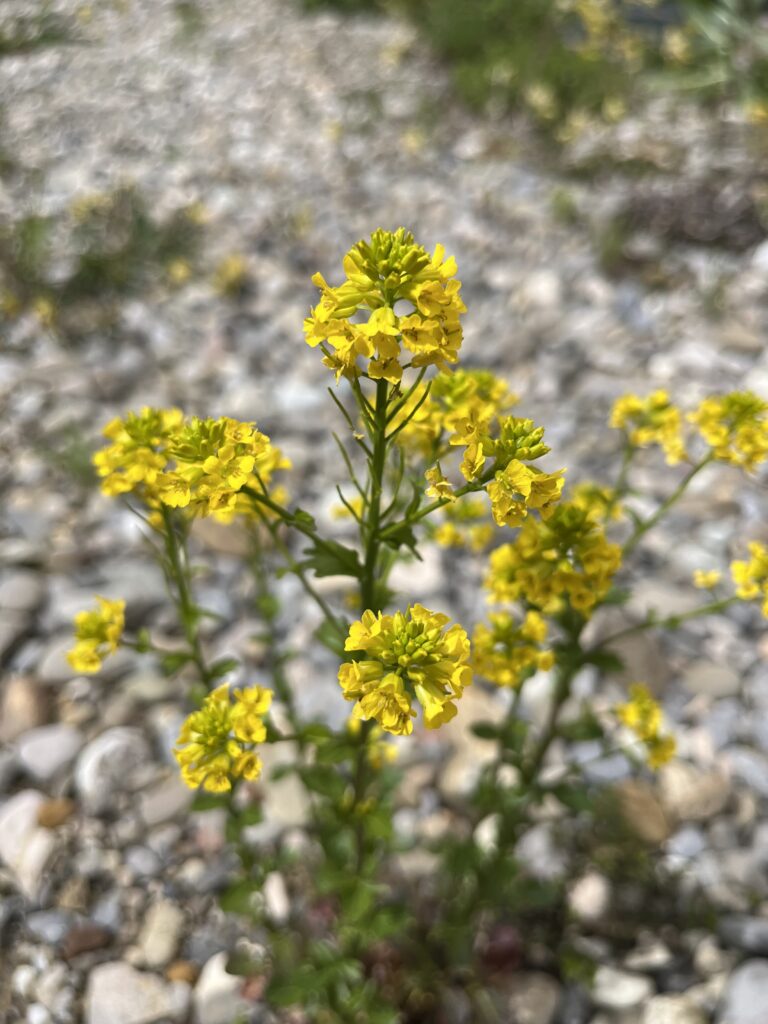 Barbarakraut