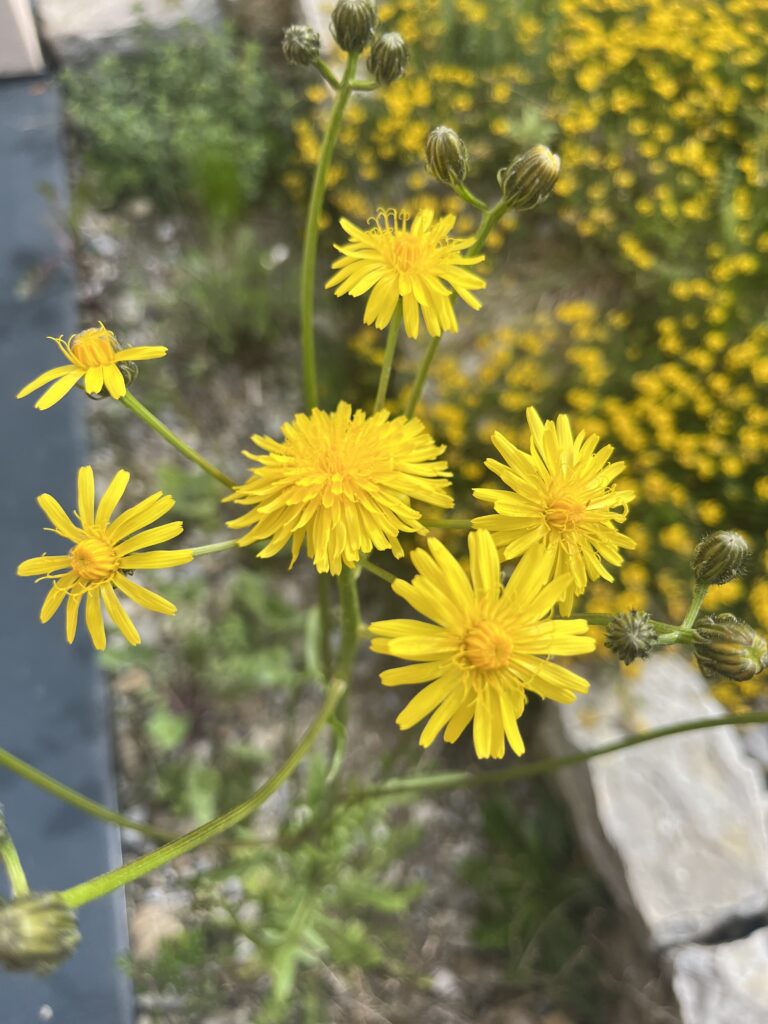 Wiesenpippau